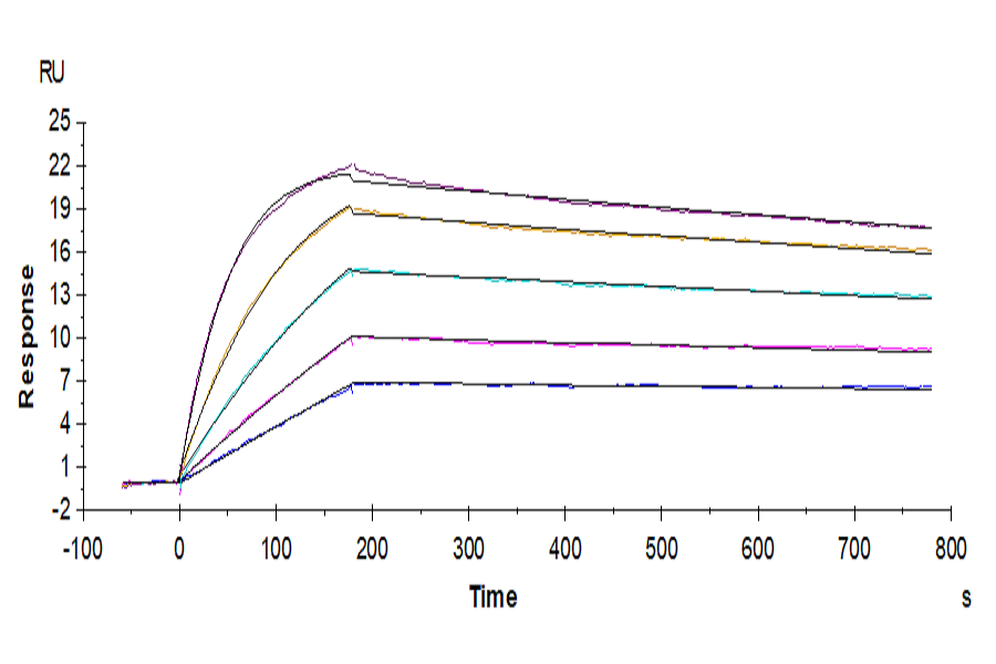 Human IL-2 R beta&IL-2 R gamma Protein (ILR-HM2BG)