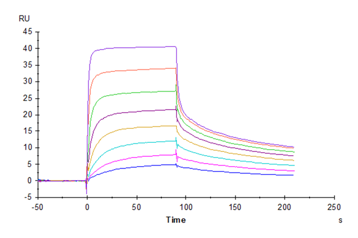 Human FcRn Protein (FRN-HM101)