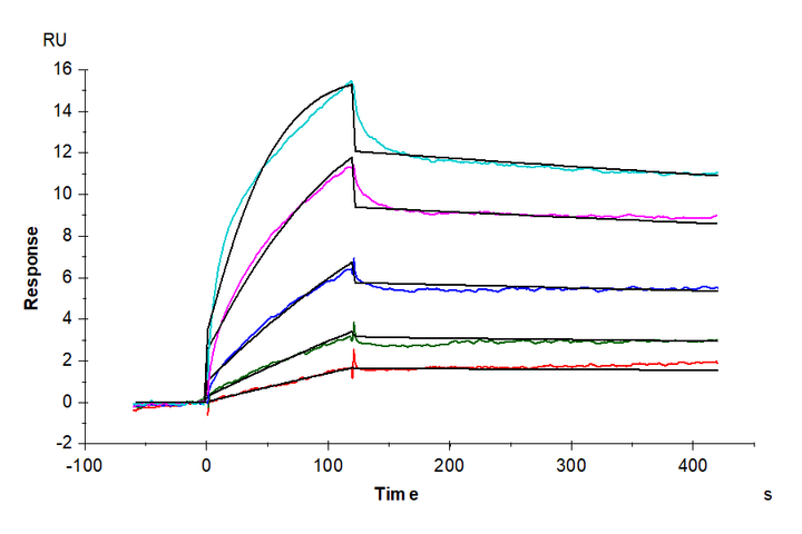 Human EGFR/HER1 Protein (EGF-HM401)