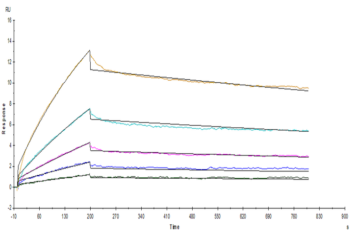 Human/Cynomolgus/Rhesus macaque CD28 Protein (CD8-HM428)