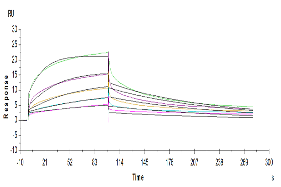 Human Fc gamma RIIIA/CD16a (V176) Protein (FCR-HM43A)