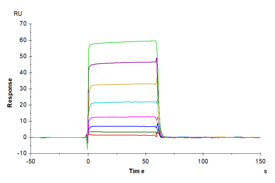 Biotinylated Human Fc gamma RIIA/CD32a (H167) Protein (CDA-HM432B)