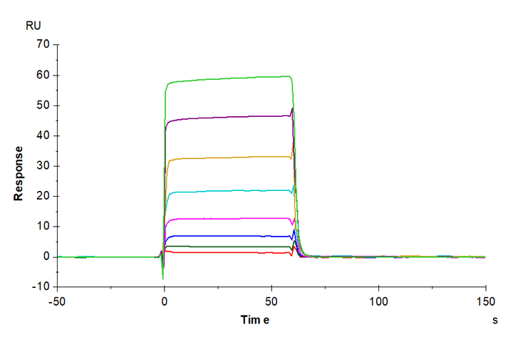 Biotinylated Human Fc gamma RIIA/CD32a (H167) Protein (CDA-HM432B)