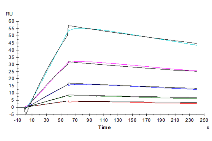 Human IL-31 RA-Protein (ILR-HM1RA)