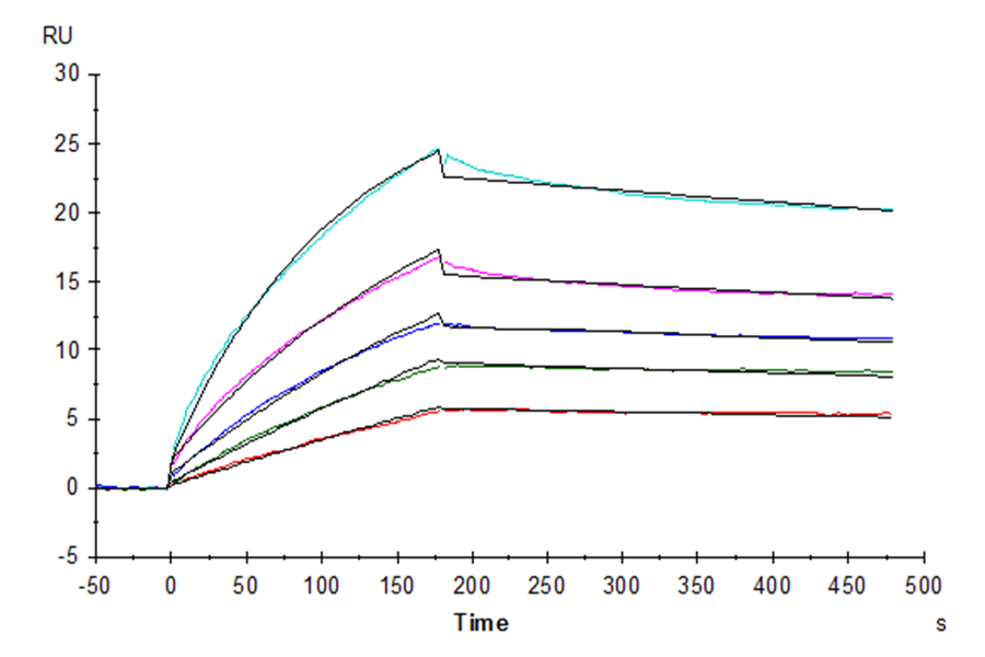 Biotinylated Human HLA-G&B2M&Peptide (RIIPRHLQL) Tetramer Protein (HLG-HM41CTB)