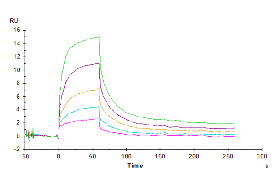 Human CD47 Protein (CD7-HM147)