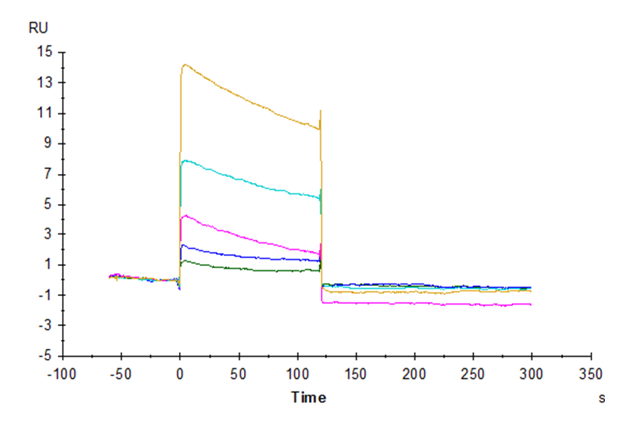 Human Fc gamma RIIB/CD32b Protein (CDB-HM401)