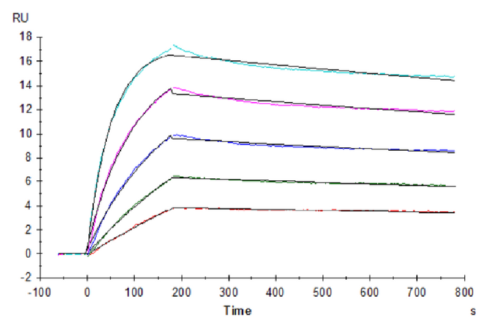 Sensorgram showing the binding kinetics of different ligand concentrations over time. The x-axis represents time in seconds, and the y-axis shows response units (RU). Multiple curves, each representing a different concentration, show the ligand-receptor interaction and dissociation.