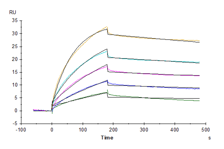 Biotinylated Human Claudin 6 Protein-VLP (CLD-HM006B)