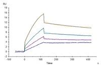 Human DDR1 Protein (DDR-HM1R1)