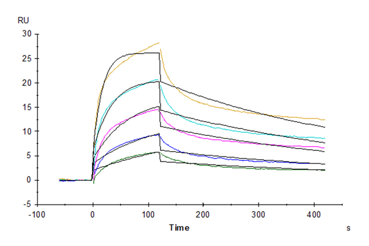 Rhesus macaque HLA-G&B2M&Peptide (RIIPRHLQL) Tetramer Protein (HLG-RM41CT)