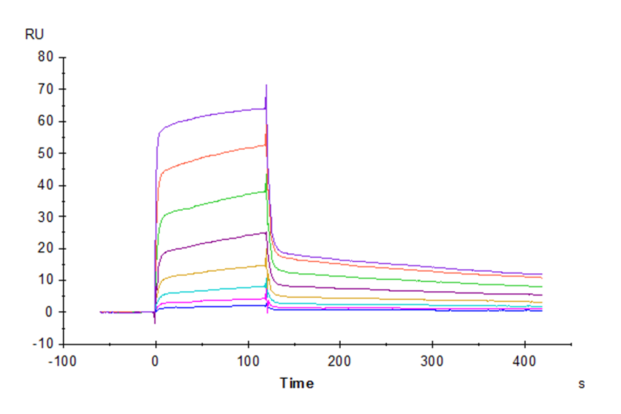 Human DNAM-1/CD226 Protein (DAM-HM201)