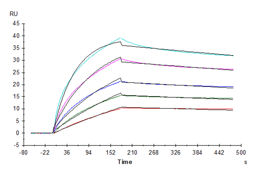 Human FGF10 Protein (FGF-HE010)