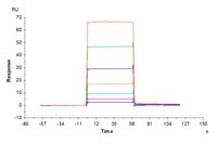 Human BAFF/TNFSF13B/CD257 Protein (BAF-HM214)