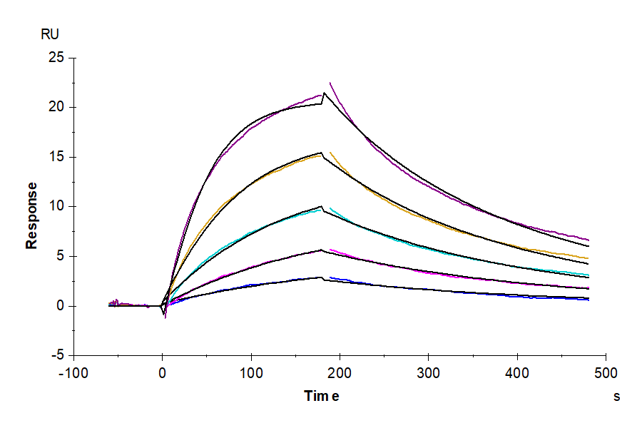 Rhesus macaque LILRB1/CD85j/ILT2 Protein (LIL-CM2B3)