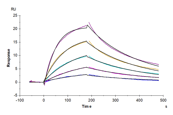 Rhesus macaque LILRB1/CD85j/ILT2 Protein (LIL-CM2B3)