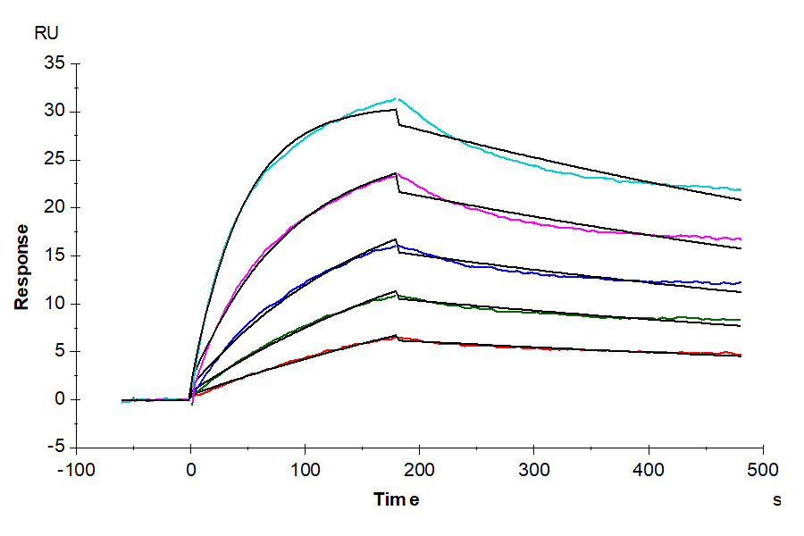 Human BAFF/TNFSF13B/CD257 Trimer Protein (BAF-HM213)