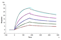 Human BAFF/TNFSF13B/CD257 Trimer Protein (BAF-HM213)