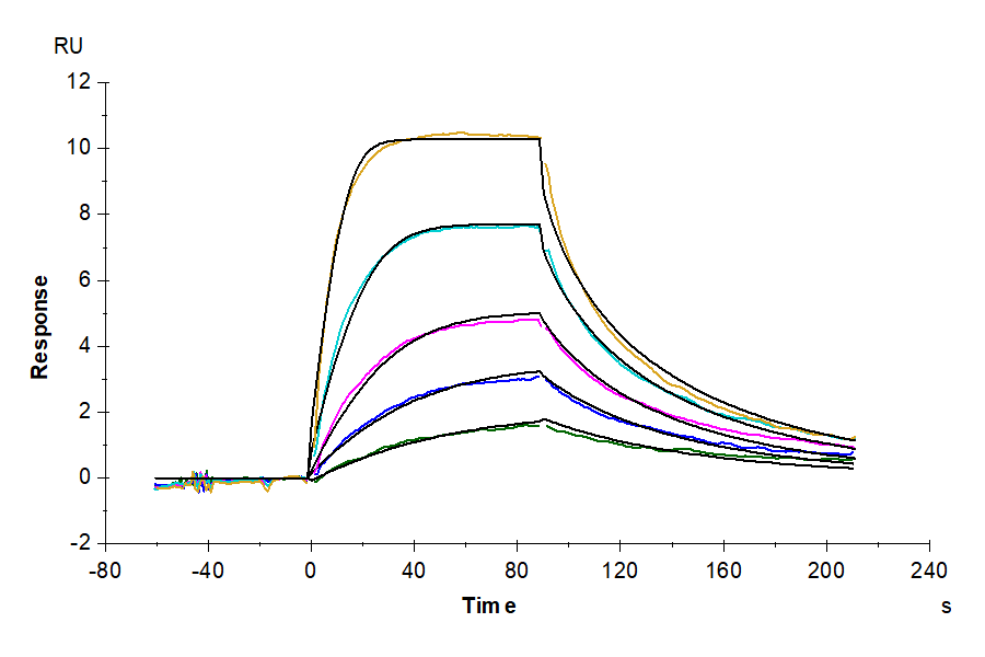 Human IL-11R alpha Protein (ILR-HM111)