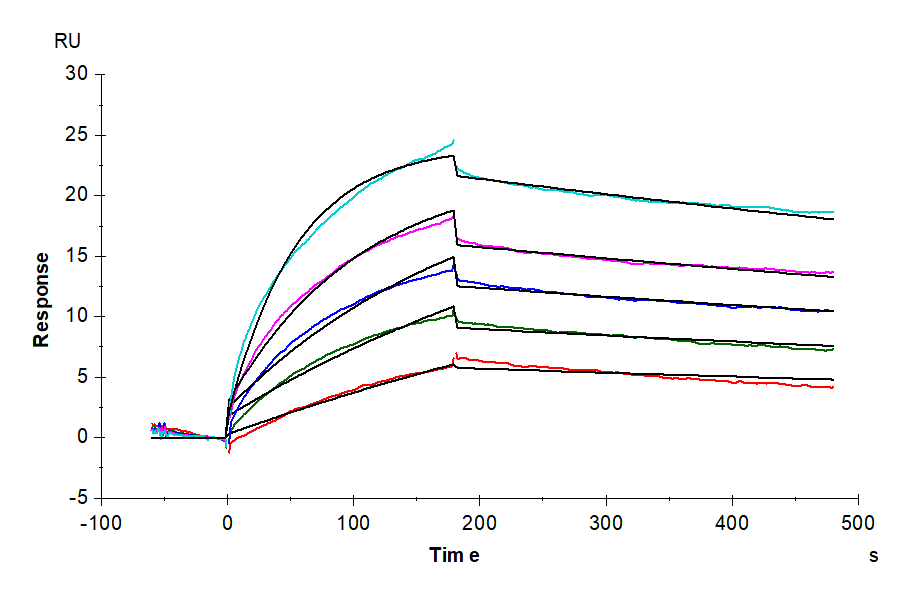 Cynomolgus Claudin 6 Protein-VLP (CLD-CM006)