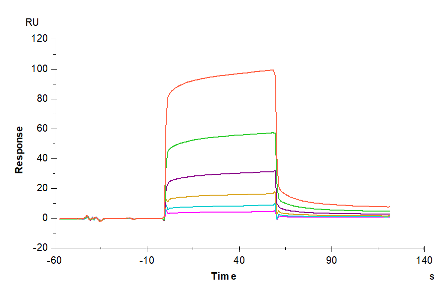 Human CEACAM-6/CD66c Protein (CAM-HM406)