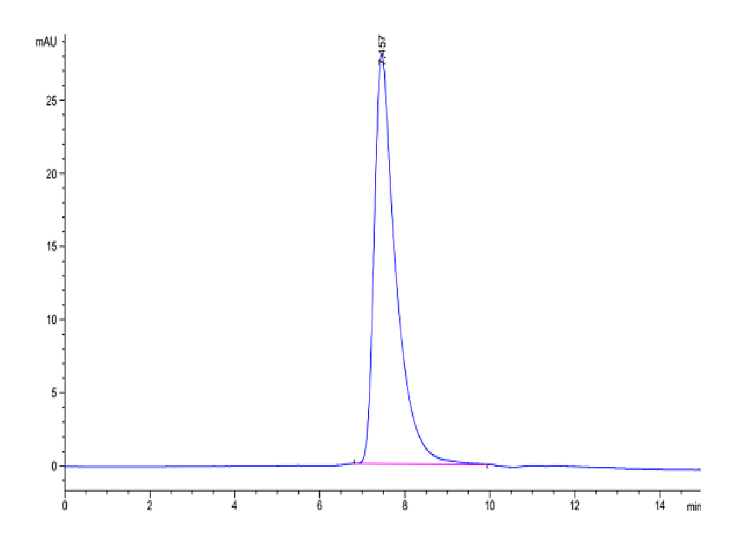 Human DKK1 N terminal Domain Protein (DKK-HM50N)