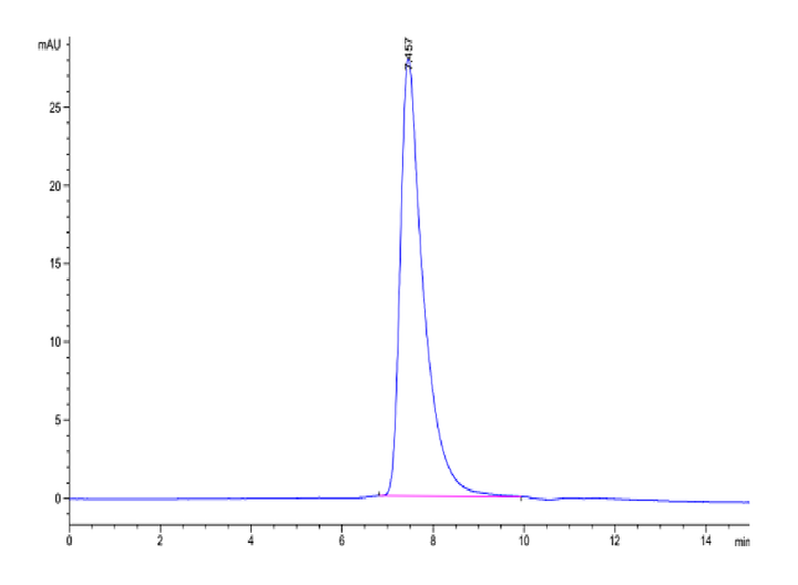 Human DKK1 N terminal Domain Protein (DKK-HM50N)