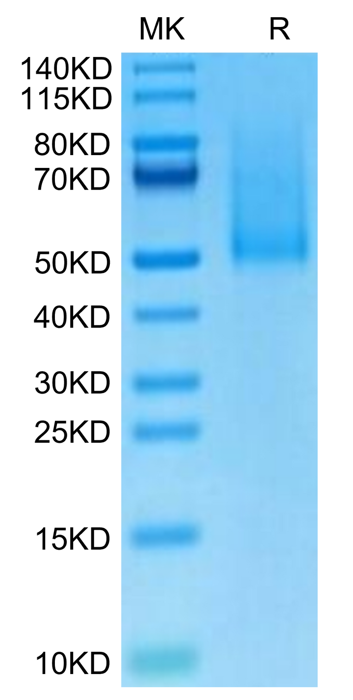 Cynomolgus CX3CL1/Fractalkine Protein (CX3-CM101)