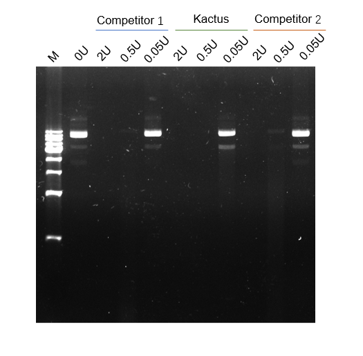 DNase I, RNase-free, GMP-Grade (GMP-DNI-EE001), DMF #038032