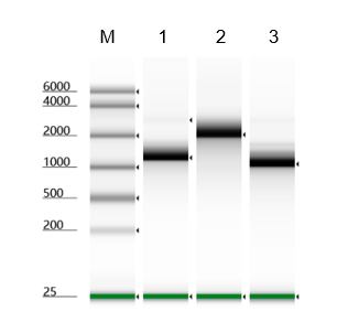 T7 RNA Polymerase, GMP-Grade (GMP-T7P-EE101), DMF #037660