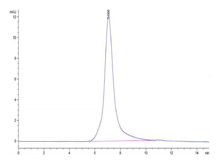 Human CSPG5 Protein (SPG-HM105)