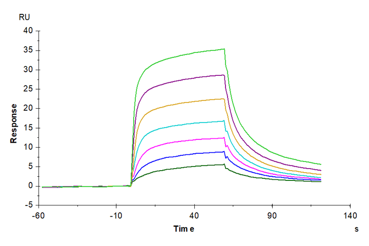 Mouse Serum Albumin Protein (BSA-MM101)