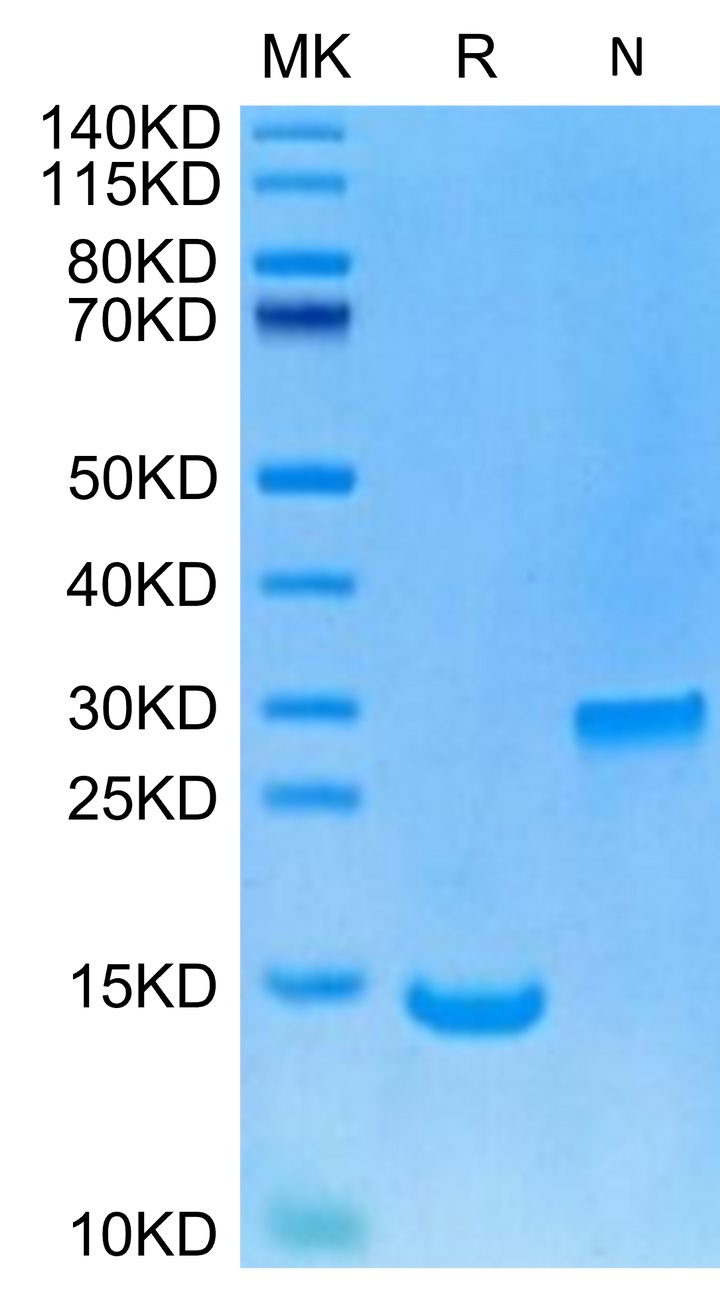 Human/Rhesus macaque/Mouse/Rat/Canine BMP2 Protein (BMP-HE002)