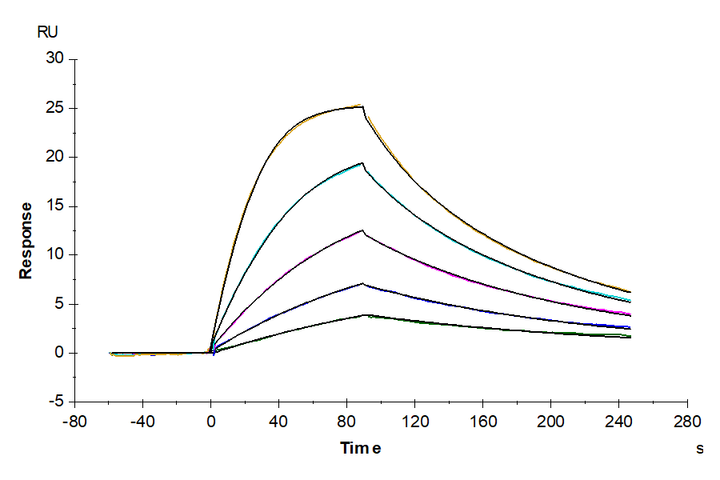 Human IL-2 R beta/CD122 Protein (CD1-HM222)