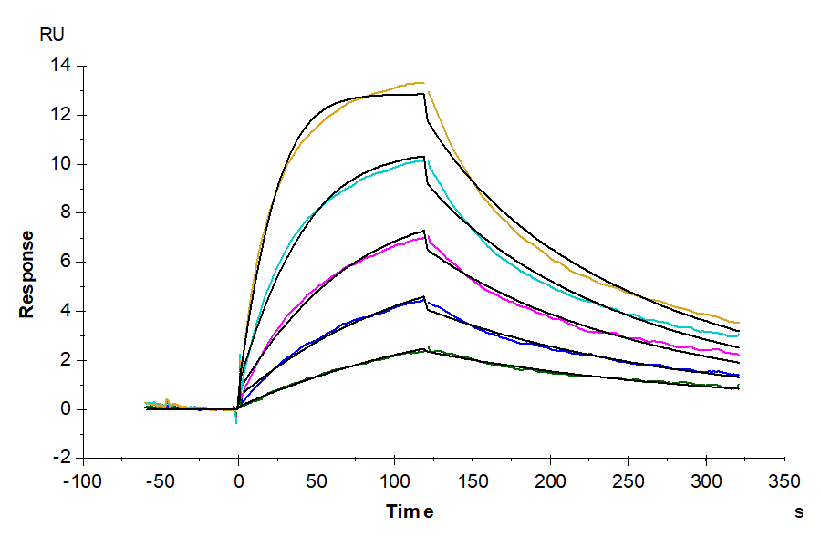 Biotinylated Human IL-5 Protein (IL5-HM401B)