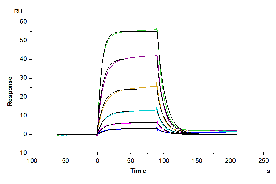 Human ALCAM/CD166 Protein (ALC-HM201)