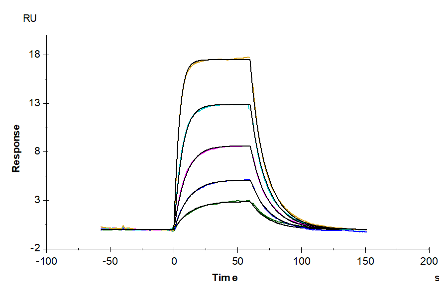 Mouse uPAR/PLAUR isoform 1 Protein (PAR-MM401)