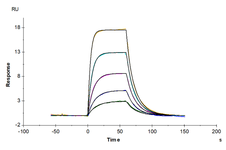 Human PLAU/uPA Protein (active form) (PLA-HM101)