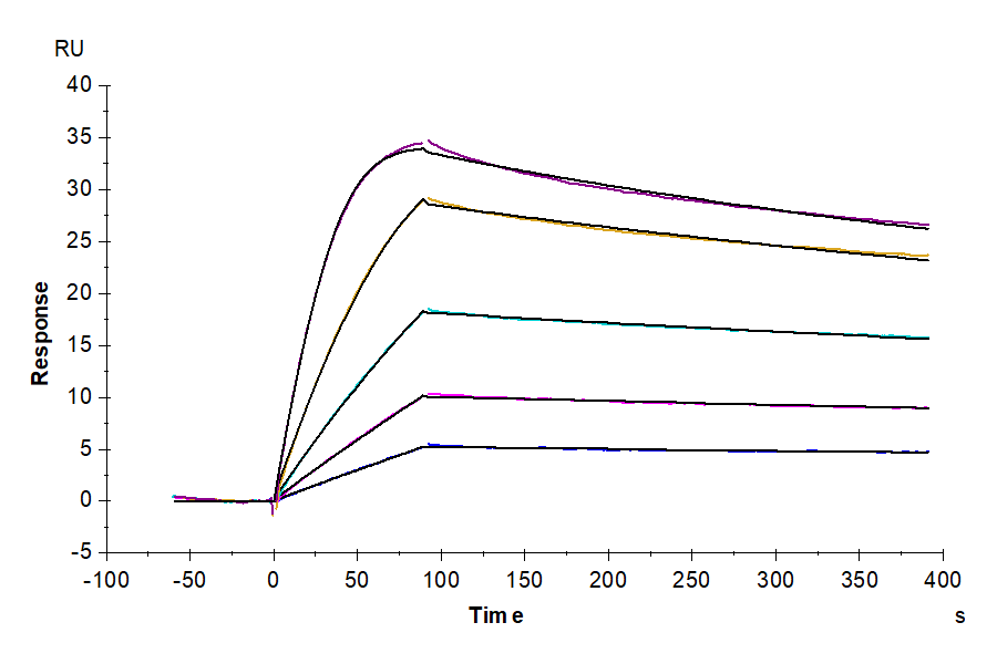 Cynomolgus uPAR/PLAUR Protein (PAR-CM101)