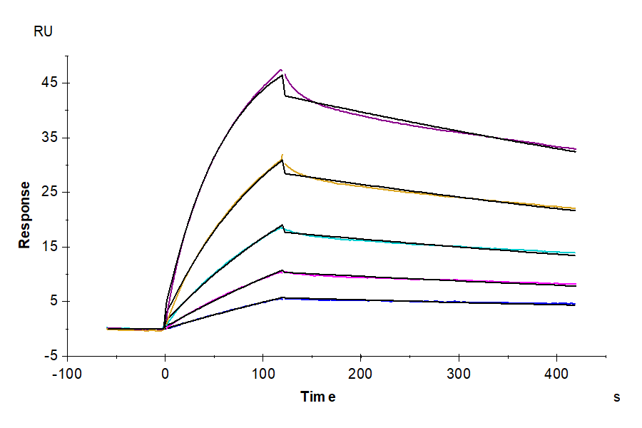 Mouse IgG1 Fc Protein (MFC-MM001)