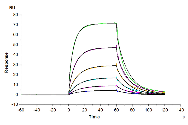 Human Alkaline phosphatase (Intestinal type) /ALPI Protein (APE-HM101)