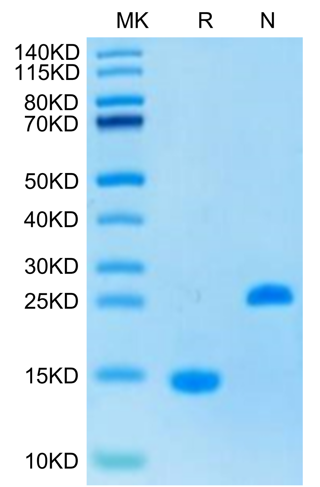 Human Activin A Protein (ACV-HM001)