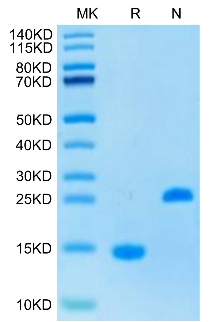 Human Activin A Protein (ACV-HM001)