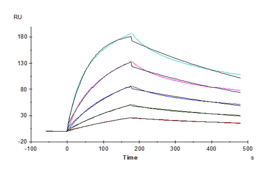 Human M-CSF/CSF-1 Protein (CSF-HM001)