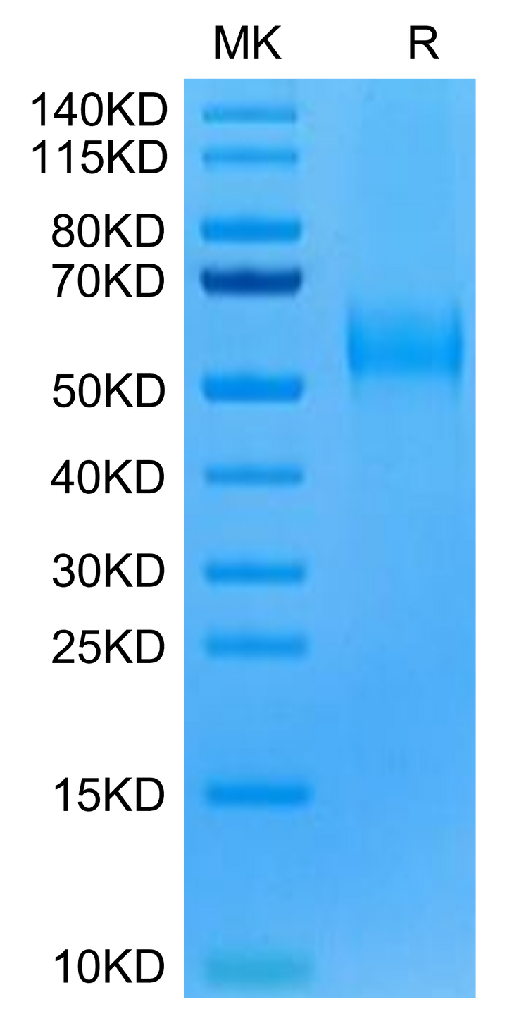 Human CDH17/Cadherin 17 Domain 5-7 Protein (CDH-HM1D4)