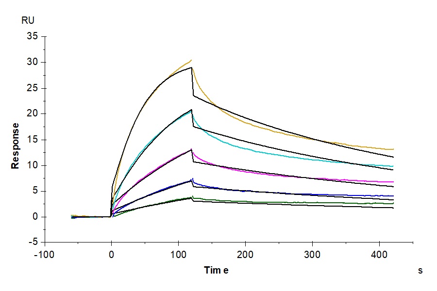 Mouse LILRB4/CD85k/ILT3 Protein (LIL-MM1B4)