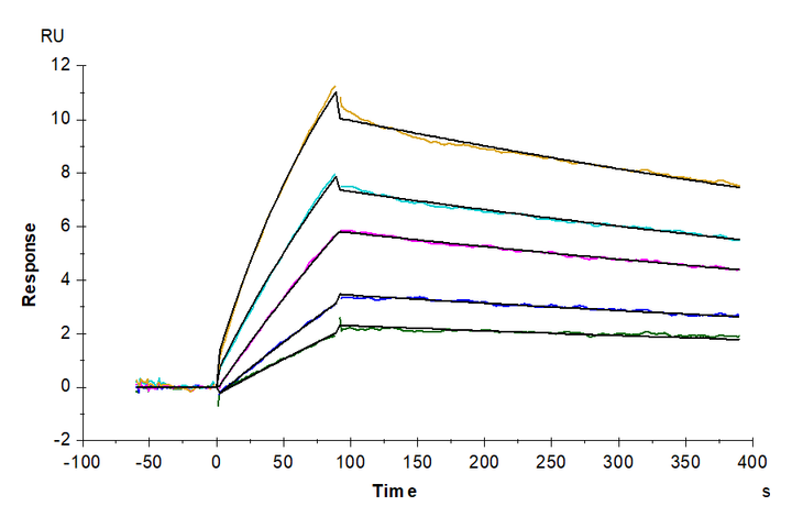 Non-biotinylated Human LILRB4/CD85k/ILT3 Protein (LIL-HM4B4)