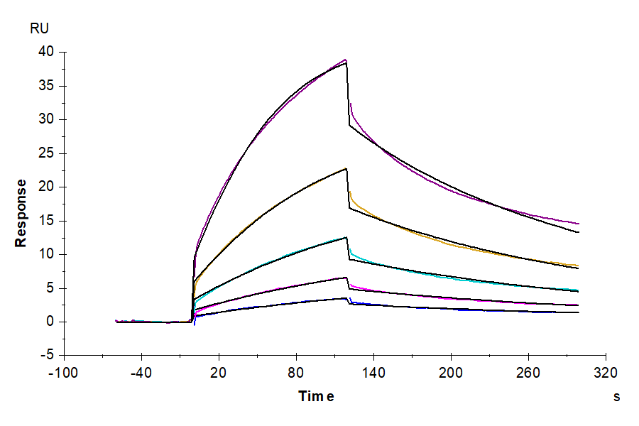 Mouse CD47 Protein (CD7-MM247)