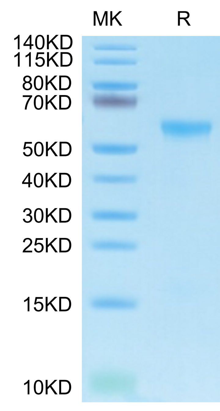 Biotinylated Human APRIL/TNFSF13 Trimer Protein (APR-HM410B)