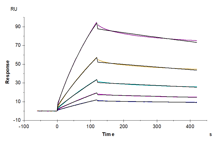 Cynomolgus HLA-G&B2M&Peptide (RIIPRHLQL) Tetramer Protein (HLG-CM41CT)